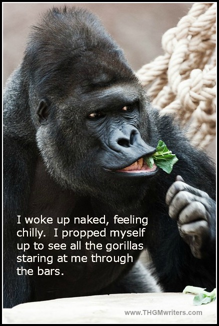 Gorilla staring